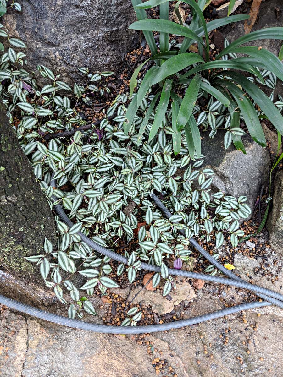 Tradescantia zebrina