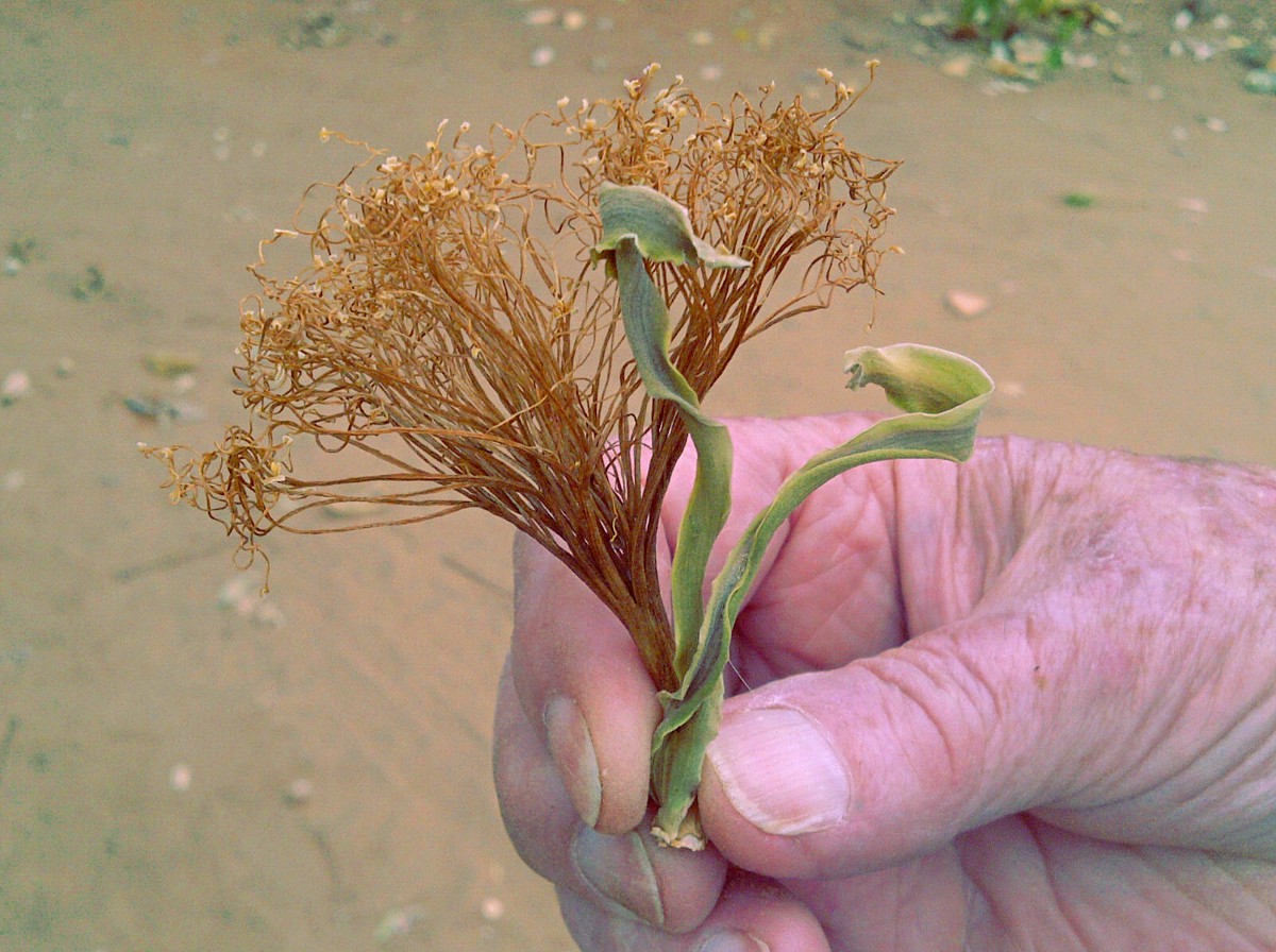 Pachira glabra Pachira glabra