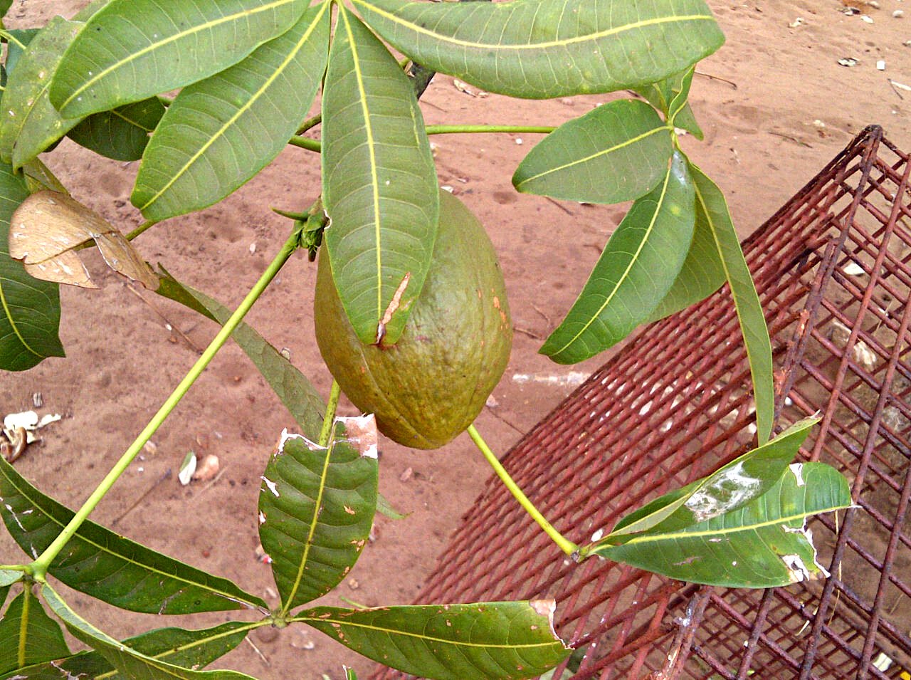Pachira glabra Pachira glabra