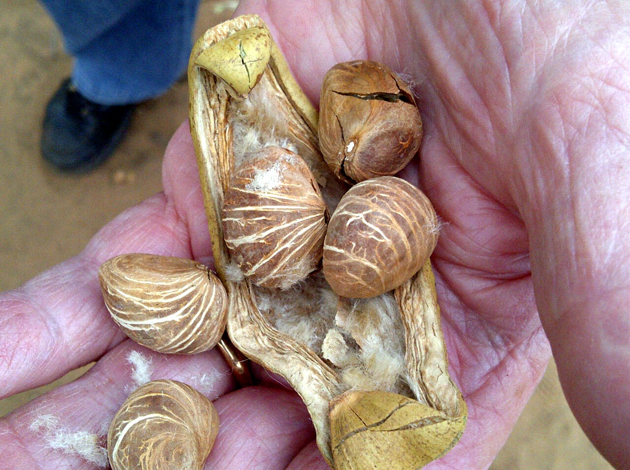 Pachira glabra Pachira glabra