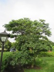 Pachira glabra