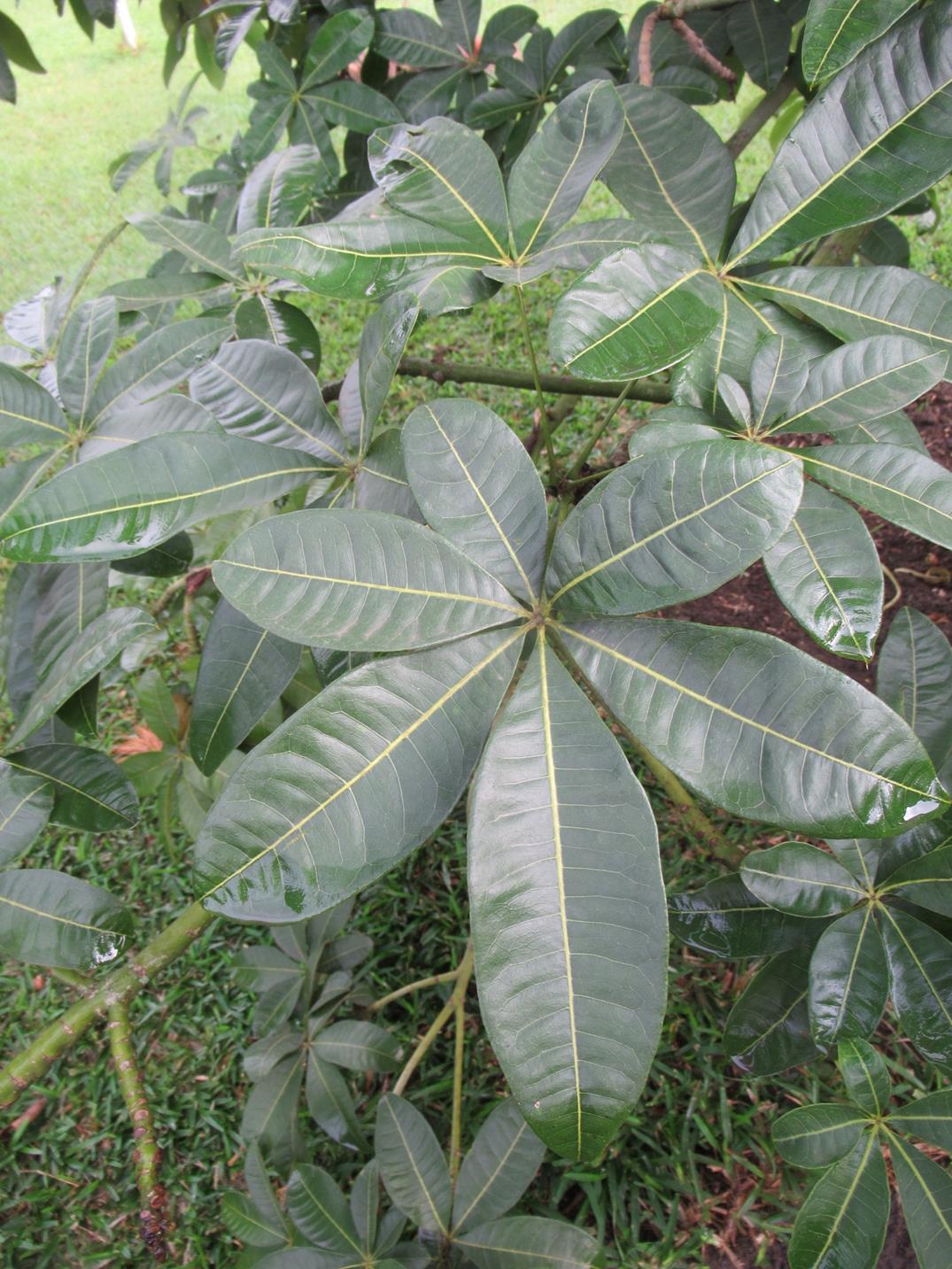 Pachira glabra Pachira glabra