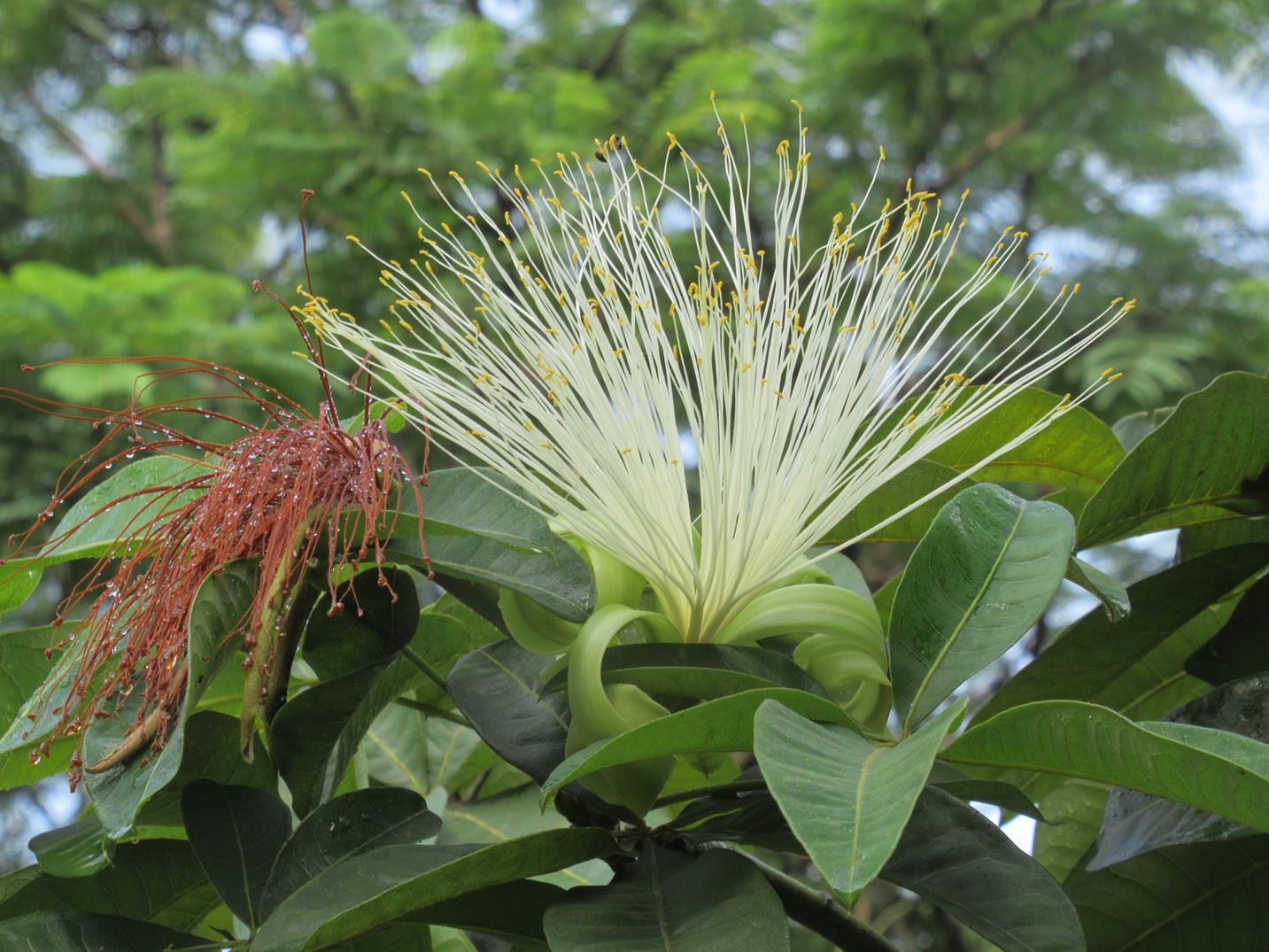 Pachira glabra
