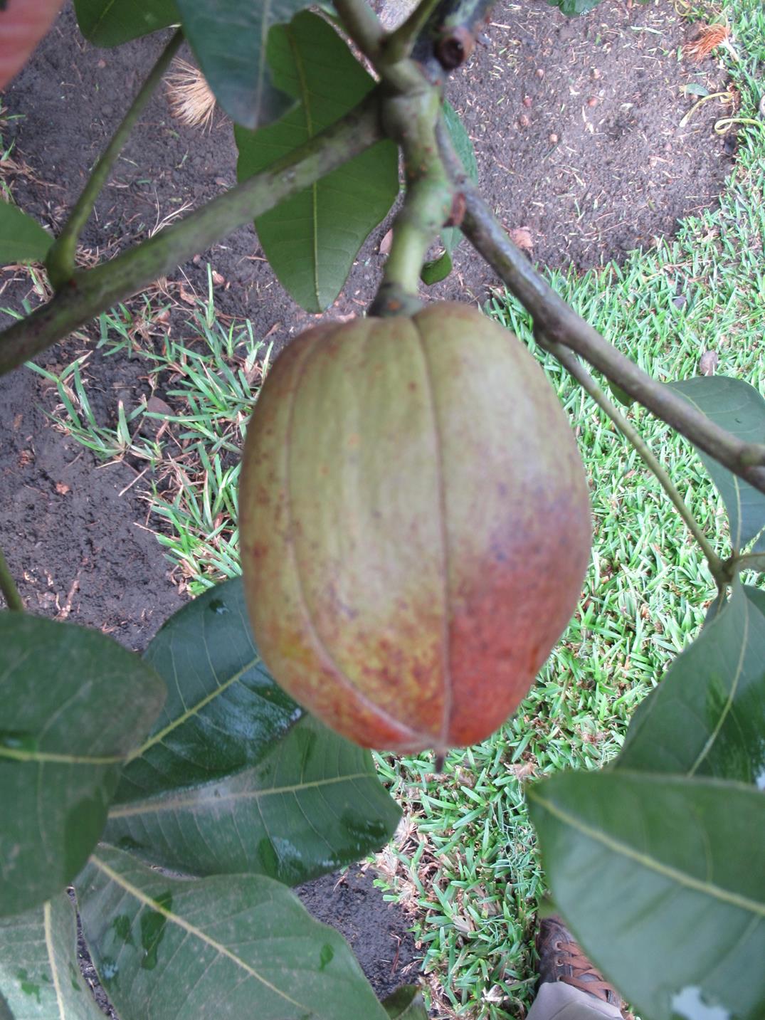 Pachira glabra
