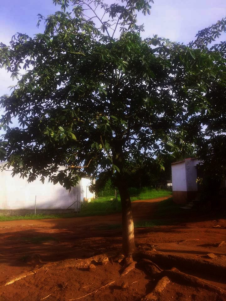 Pachira glabra Pachira glabra