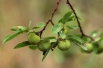 Pseudolachnostylis maprouneifolia