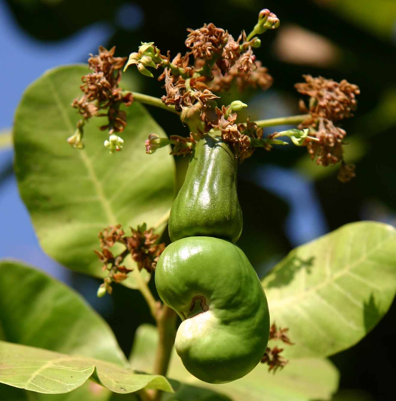 Anacardium occidentale Anacardium occidentale
