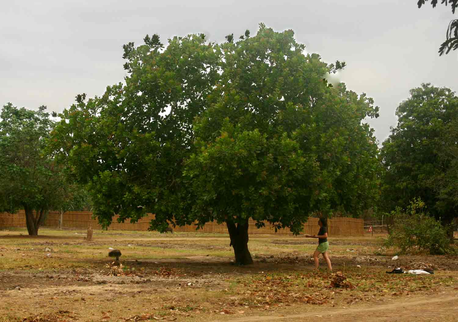 Anacardium occidentale Anacardium occidentale