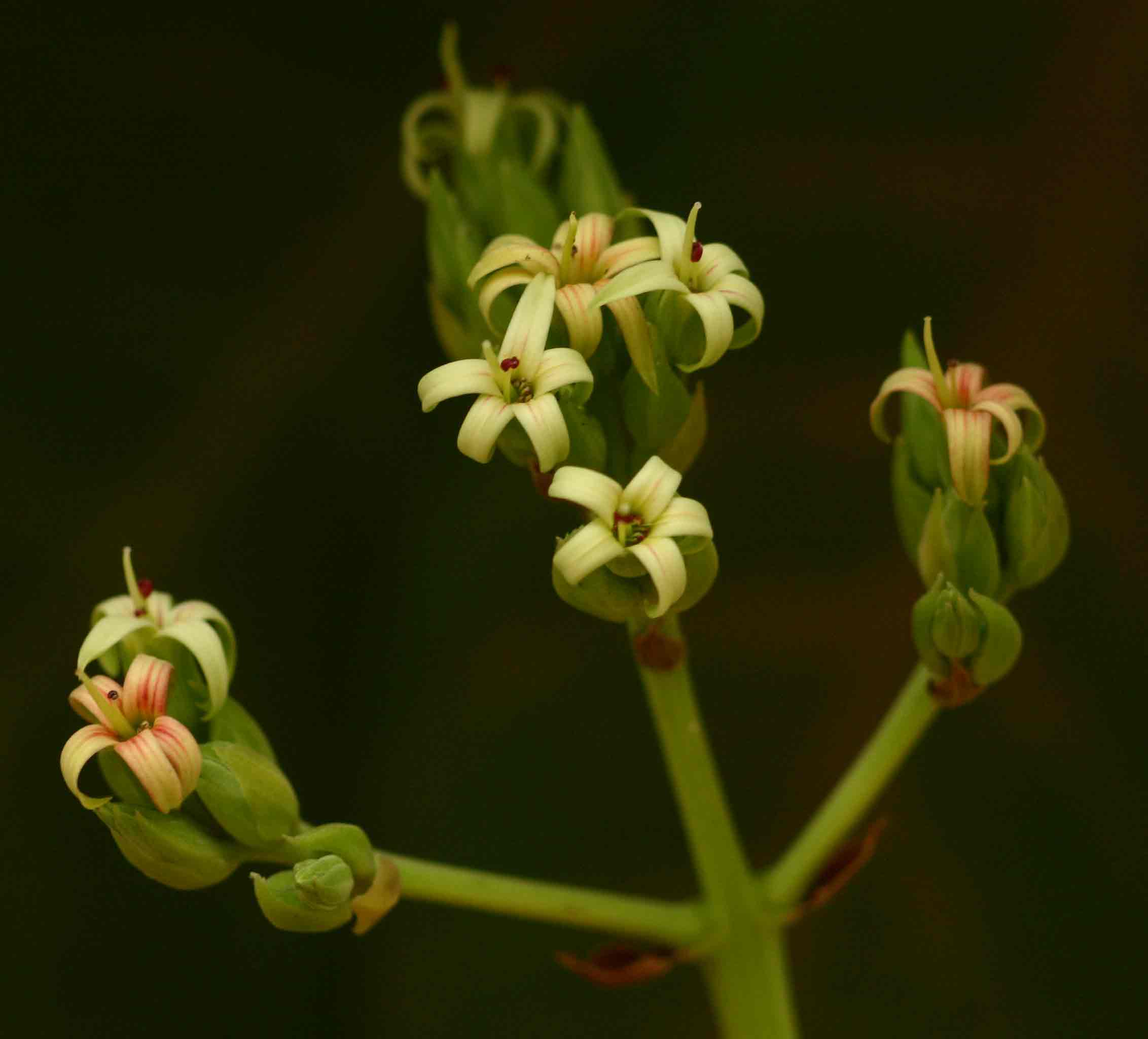 Anacardium occidentale Anacardium occidentale