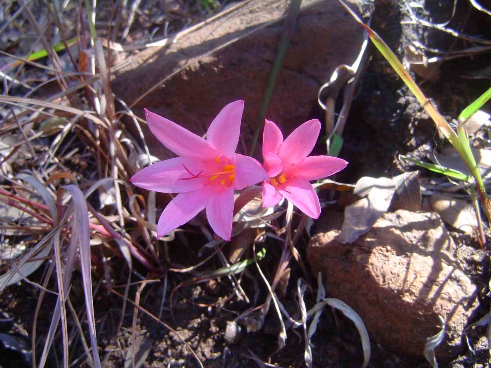 Cyrtanthus galpinii