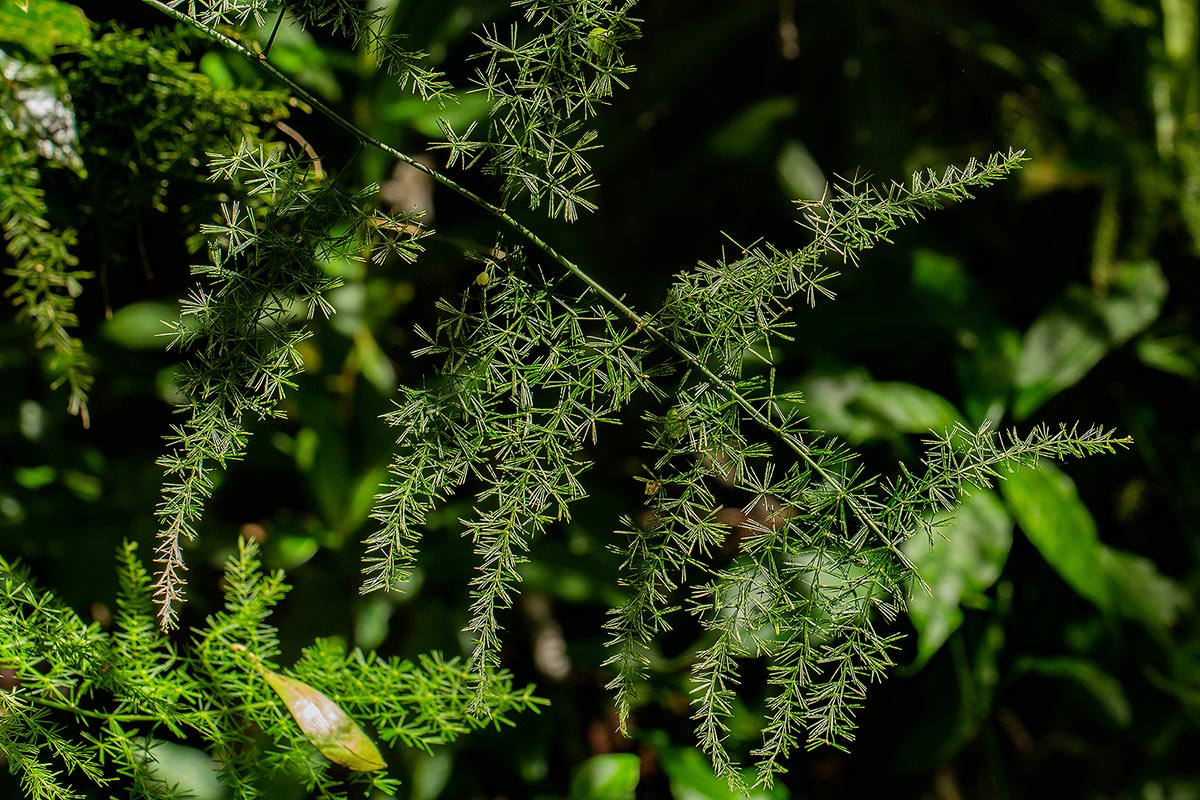 Asparagus setaceus Asparagus setaceus