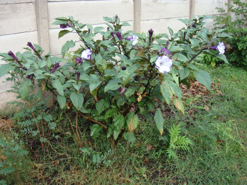 Datura metel Datura metel