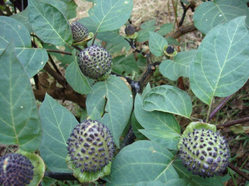 Datura metel Datura metel