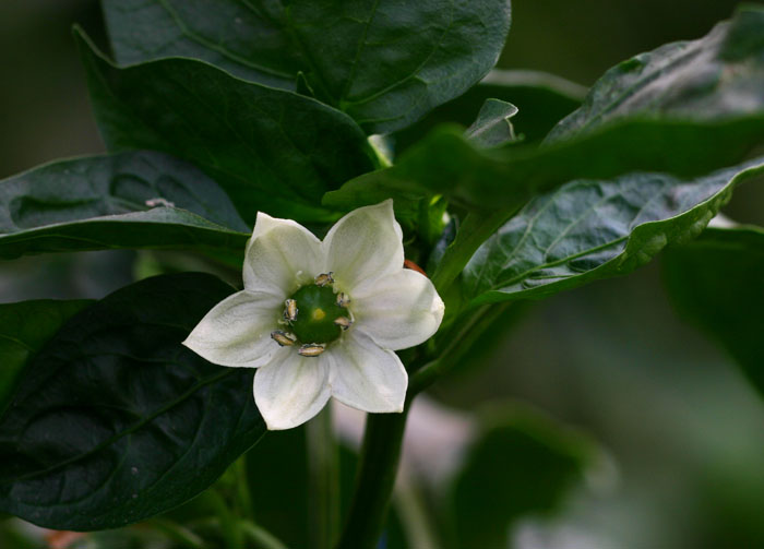 Capsicum annuum var. annuum Capsicum annuum var. annuum