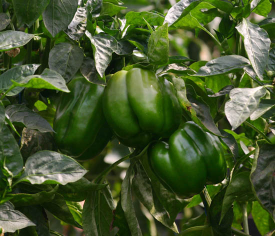 Capsicum annuum var. annuum Capsicum annuum var. annuum