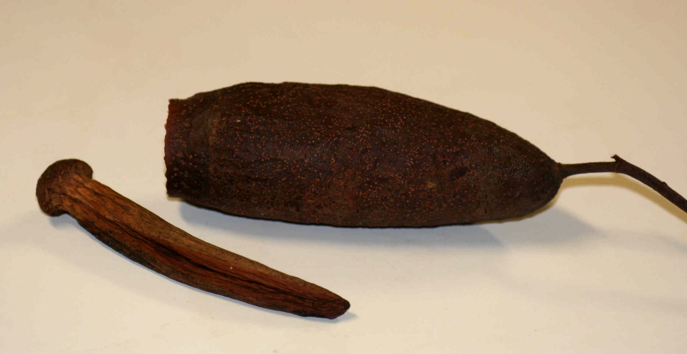 Cariniana estrellensis