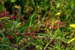 Rumex usambarensis