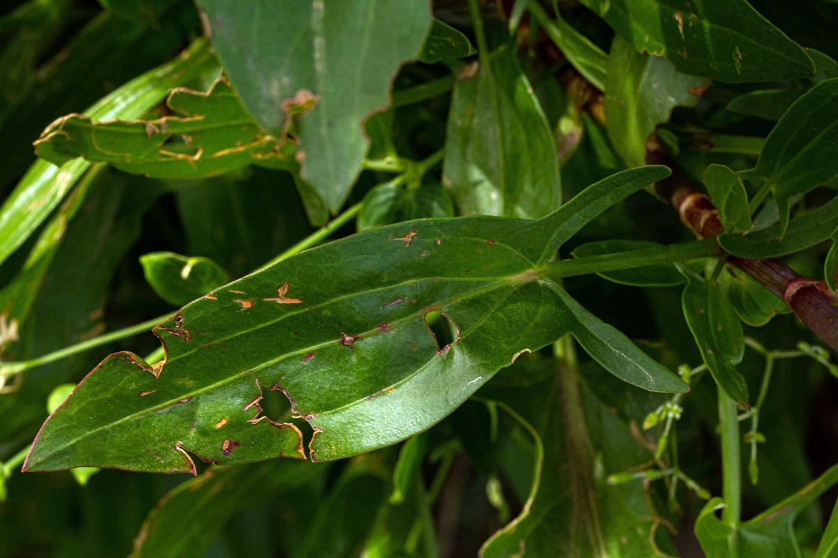 Rumex usambarensis Rumex usambarensis