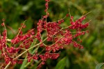 Rumex usambarensis