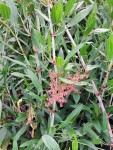 Rumex usambarensis