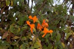 Tecomaria nyassae