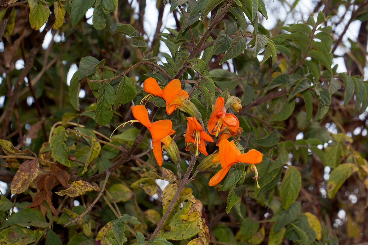 Tecomaria nyassae