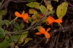 Tecomaria nyassae