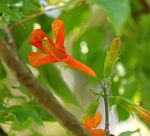 Tecomaria nyassae