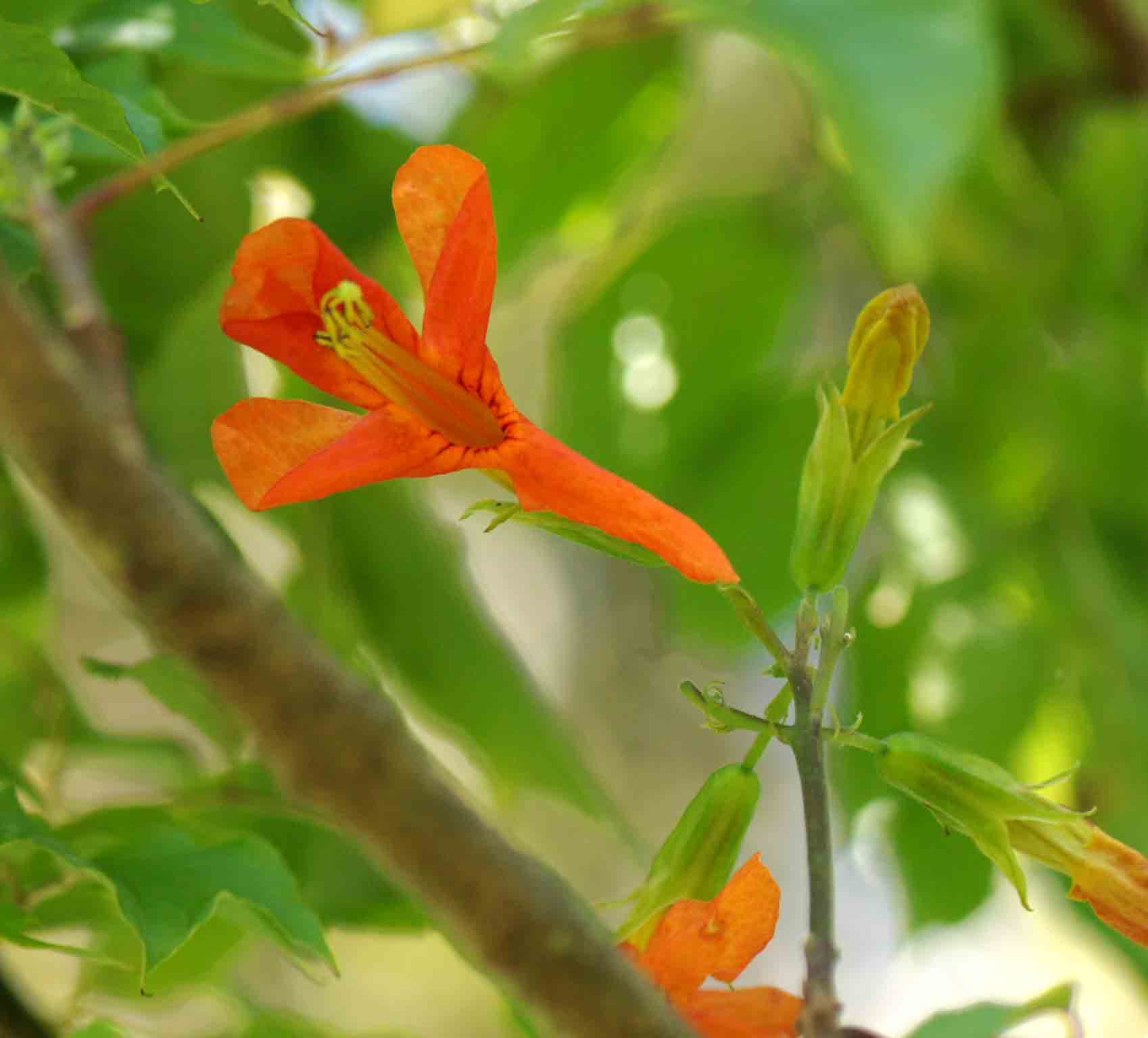 Tecomaria nyassae