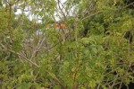 Tecomaria nyassae