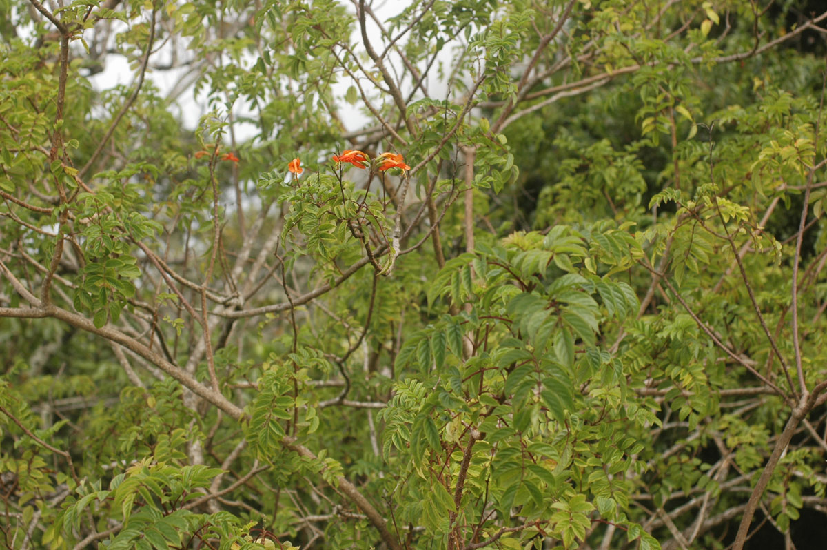 Tecomaria nyassae Tecomaria nyassae