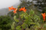 Tecomaria nyassae