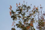 Tecomaria nyassae