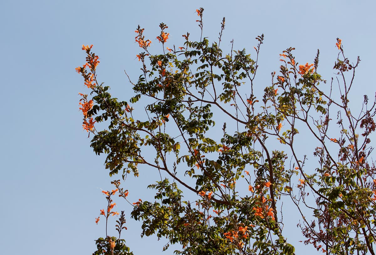 Tecomaria nyassae Tecomaria nyassae