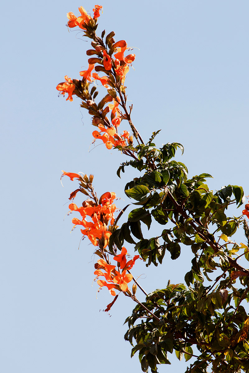 Tecomaria nyassae Tecomaria nyassae