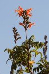 Tecomaria nyassae