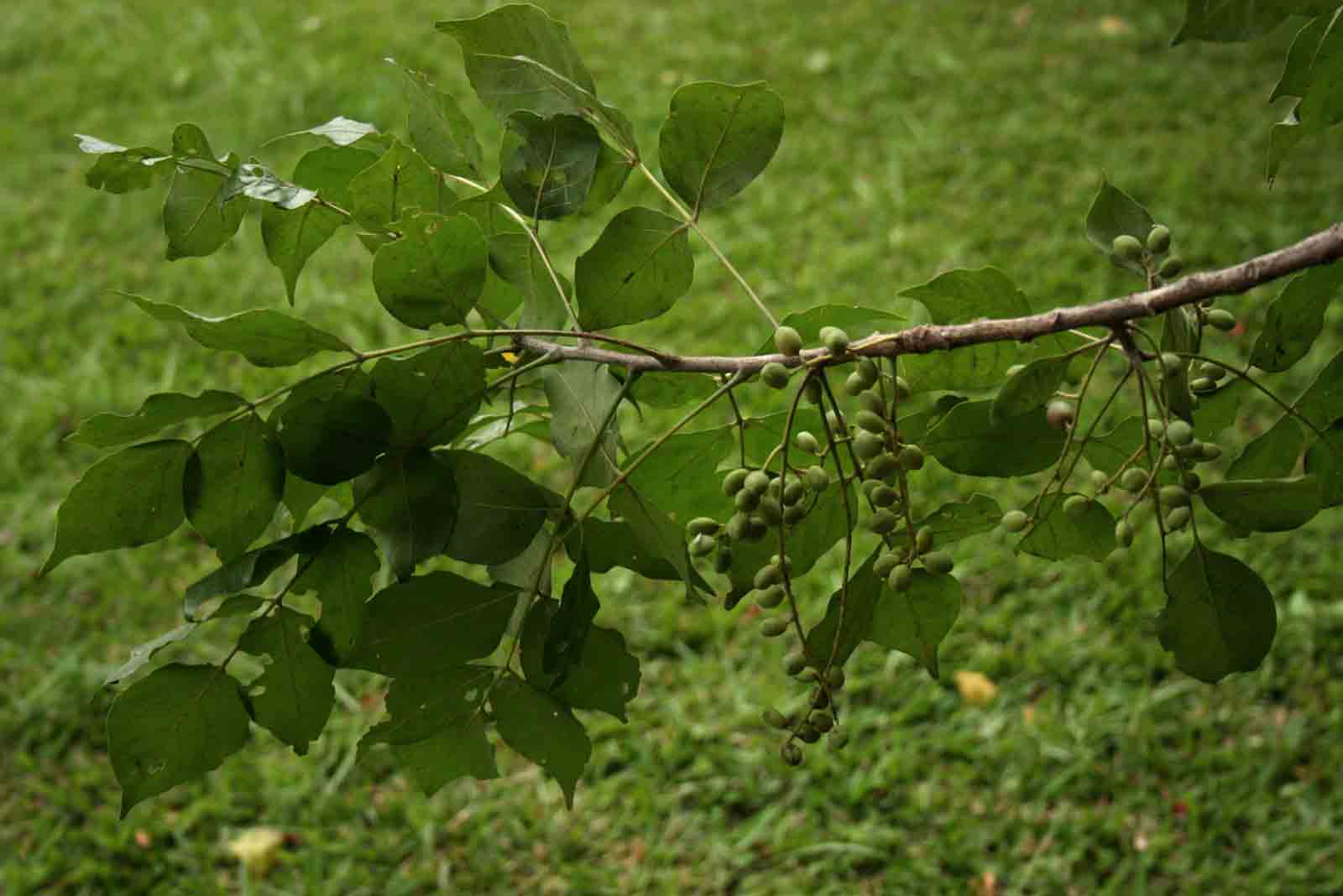 Lannea schweinfurthii Lannea schweinfurthii