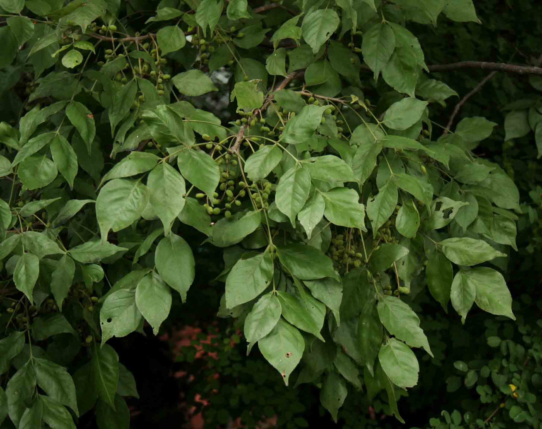 Lannea schweinfurthii Lannea schweinfurthii