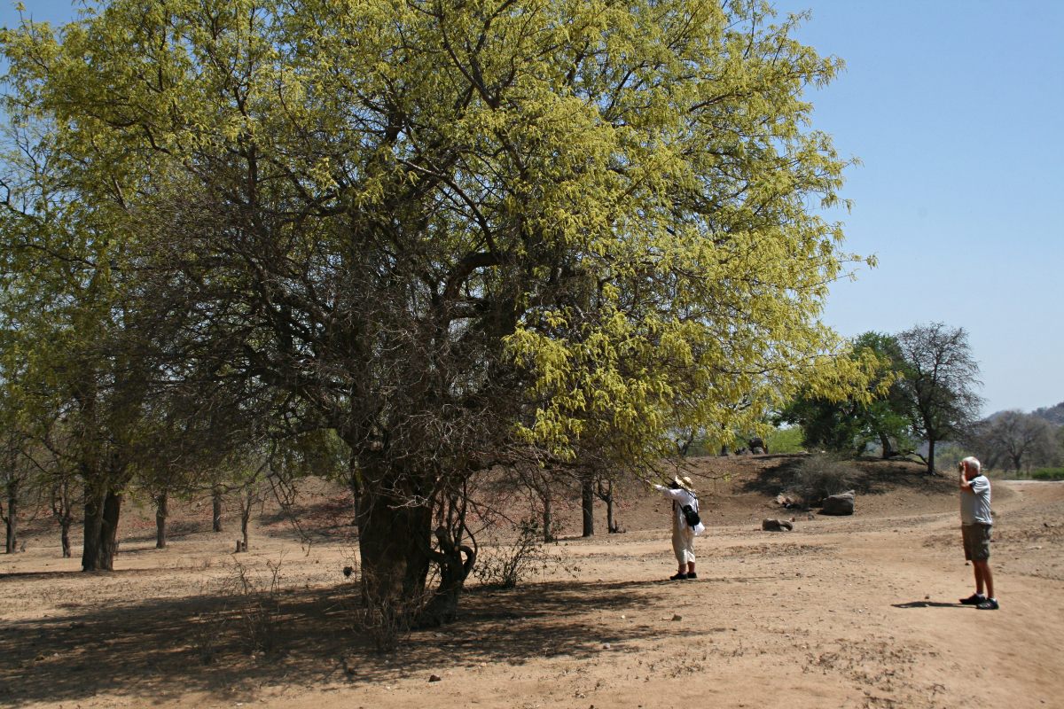 Lannea schweinfurthii Lannea schweinfurthii