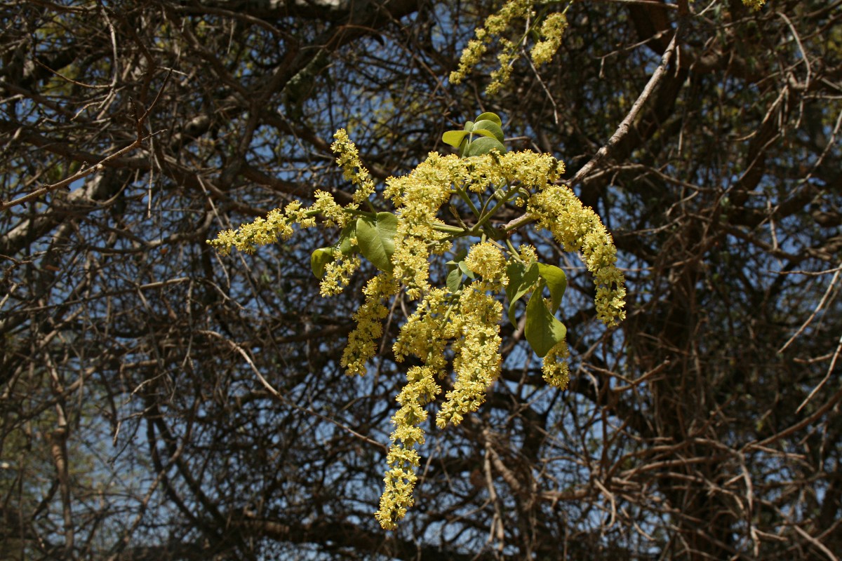 Lannea schweinfurthii Lannea schweinfurthii