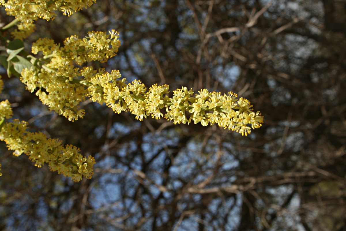 Lannea schweinfurthii Lannea schweinfurthii