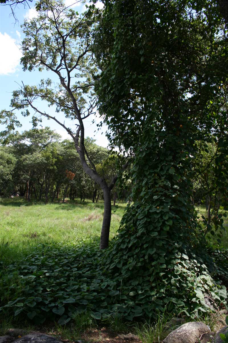 Stictocardia beraviensis