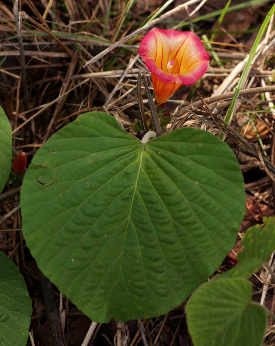 Stictocardia beraviensis