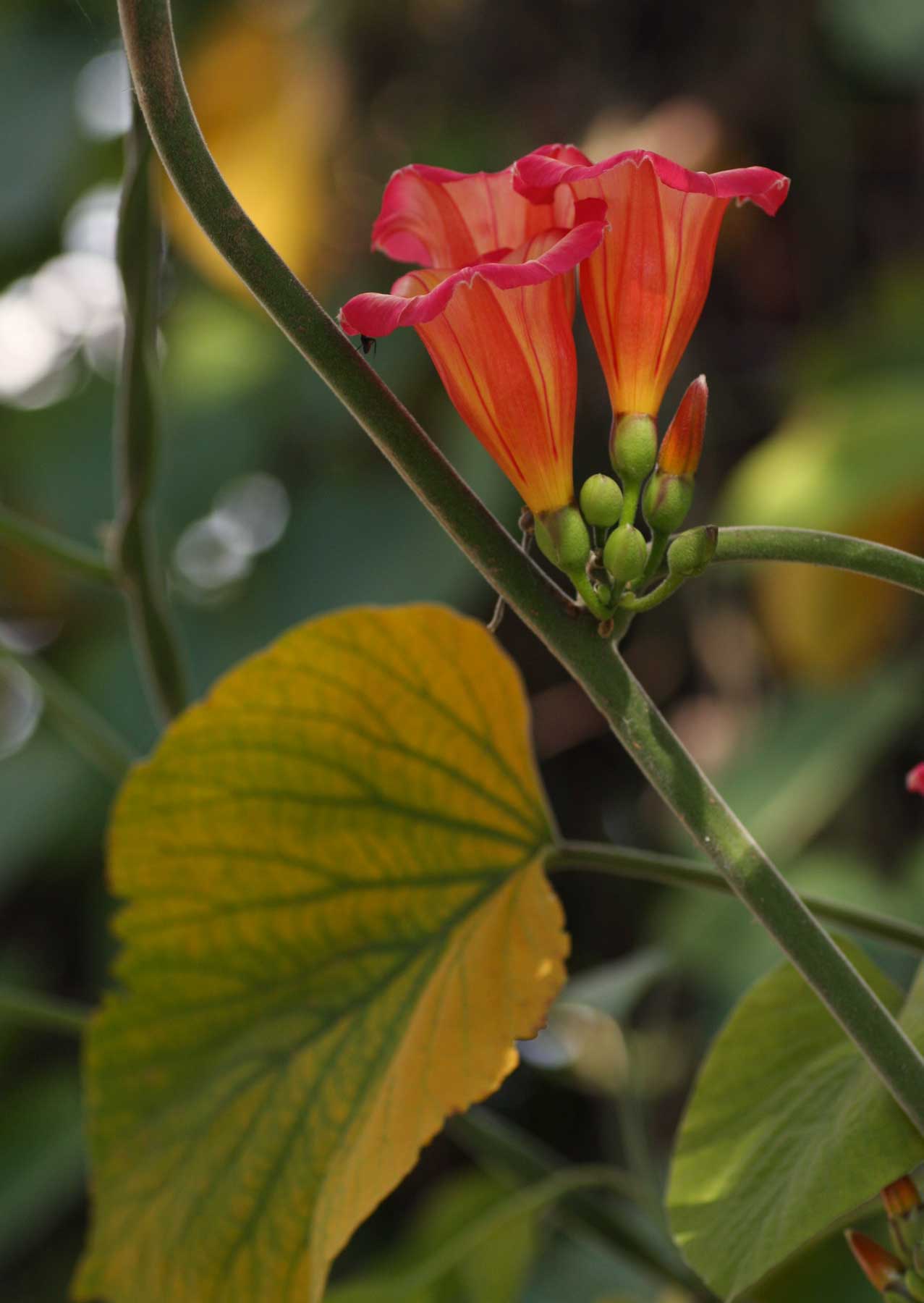 Stictocardia beraviensis