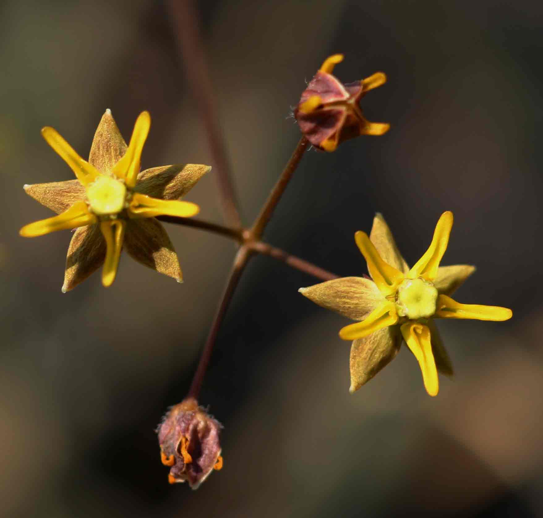 Asclepias aurea Asclepias aurea