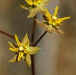 Asclepias aurea