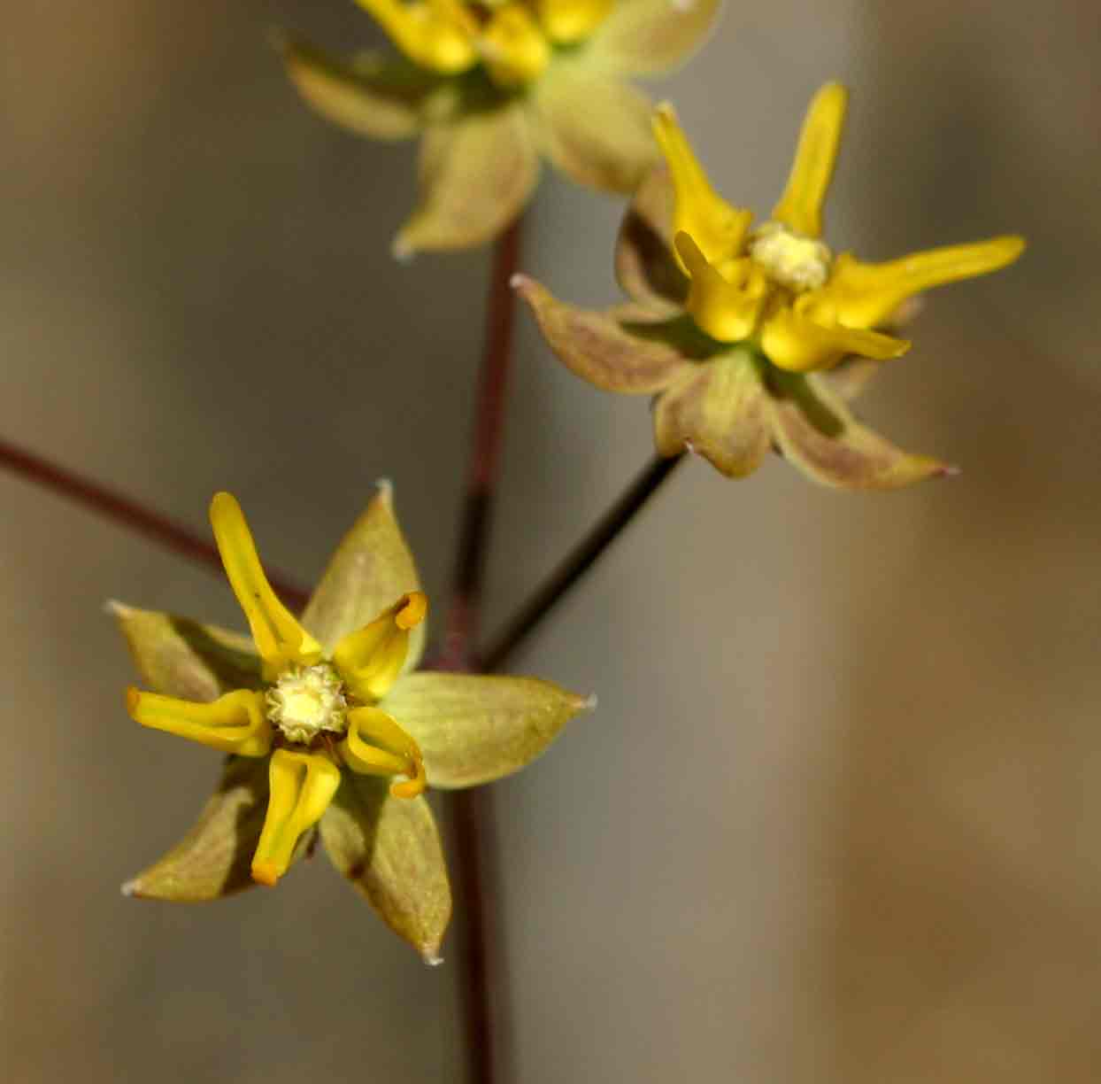 Asclepias aurea Asclepias aurea