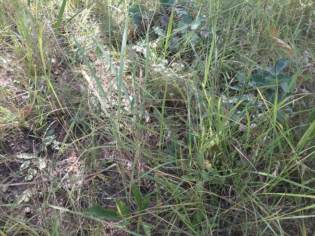 Pimpinella kassneri