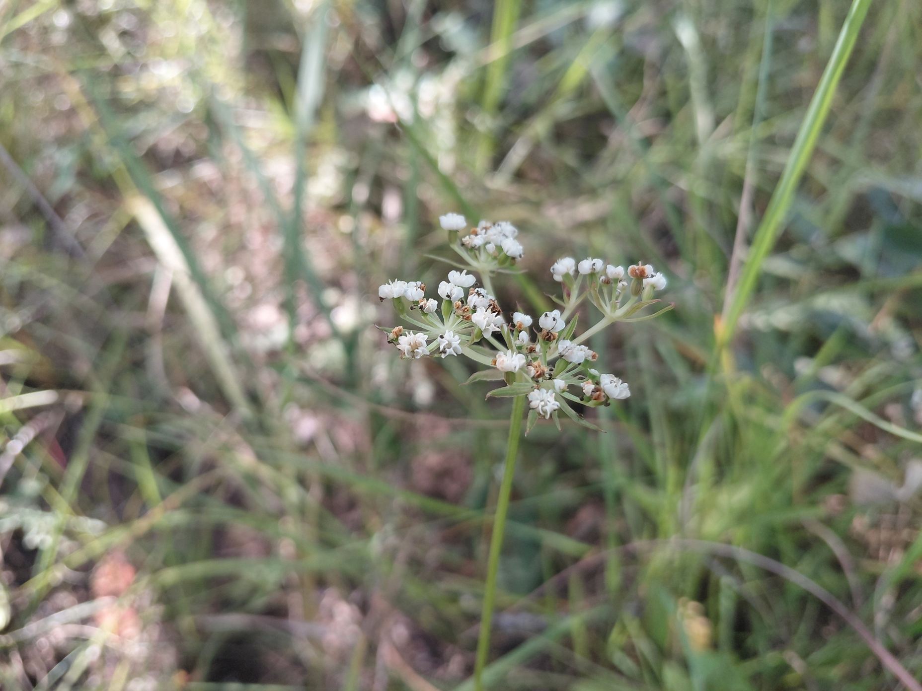 Pimpinella kassneri