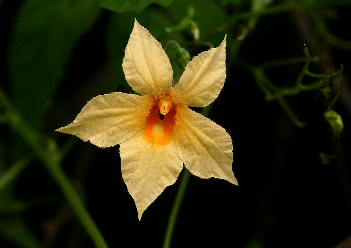 Momordica anigosantha